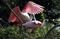 Roseate Spoonbill High Island_2010_04_24_3719